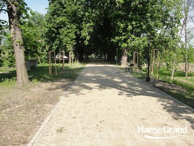 Aleja wśród młodych drzew, park w Zamościu