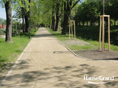 Aleja z młodymi drzewami w osłonach, park w Zamościu