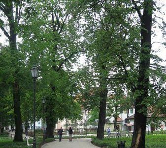 Wąska alejka wśród drzew, park przy molo w Sopocie