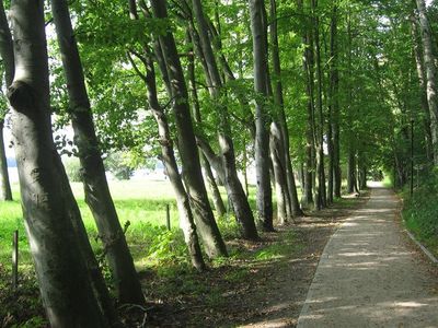 Ścieżka wśród drzew nad jeziorem, ścieżka wokół jeziora w Choszcznie